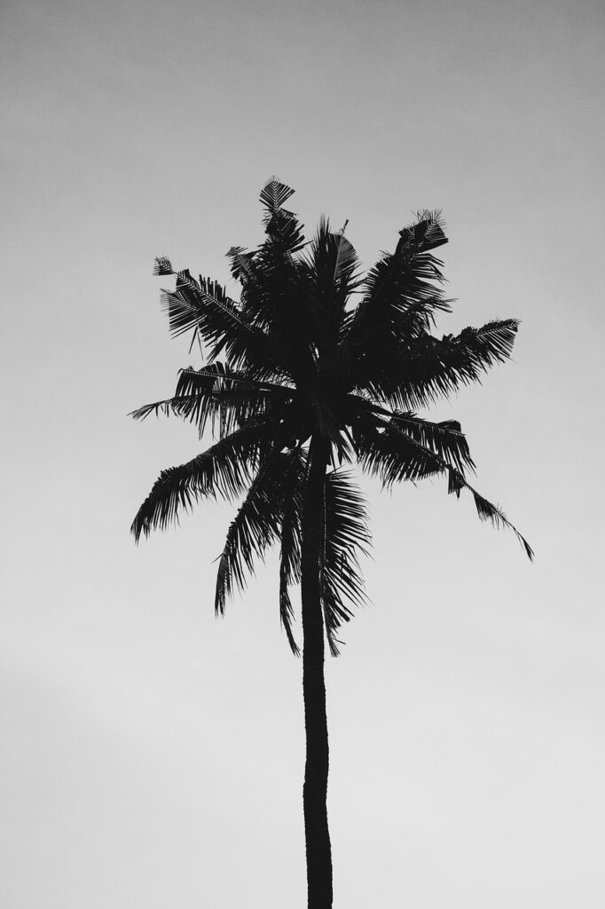 tropical, palm, nature-3359670.jpg